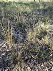 Aristida stricta