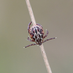 Dermacentor reticulatus