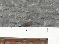 Columbidae