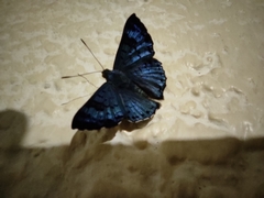 Lasaia agesilas callaina