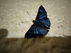 Lasaia agesilas callaina