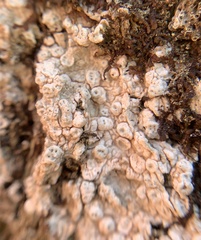 Pertusaria macounii