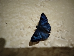 Lasaia agesilas callaina