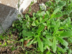 Noccaea caerulescens