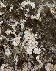 Pertusaria macounii