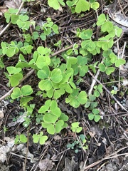 Oxalis acetosella