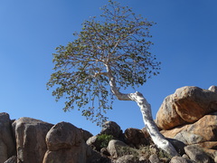 Sterculia quinqueloba