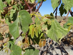 Sterculia quinqueloba