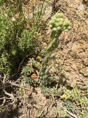 Petrosedum sediforme image