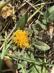 Centaurea litardierei image