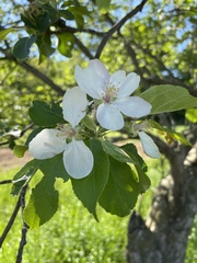 Malus hupehensis