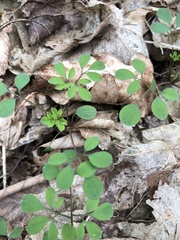 Ceratocapnos claviculata