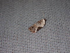 Acleris nivisellana