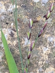 Melica uniflora