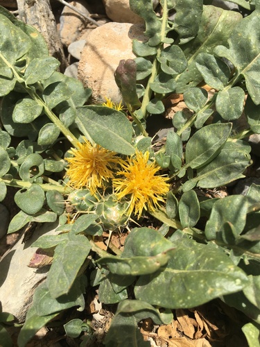 Centaurea litardierei image