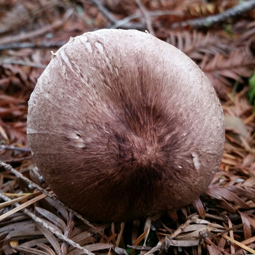Agaricus thiersii image
