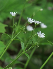 Cerastium sylvaticum