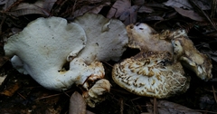 Albatrellaceae