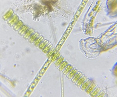 Desmidium