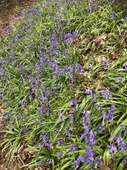 Hyacinthoides