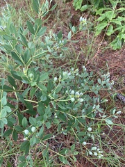 Baptisia nuttalliana