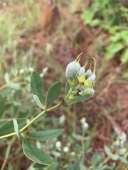 Baptisia nuttalliana