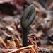 Hairy Earth Tongue - Photo (c) David Greenberger, some rights reserved (CC BY-NC-ND), uploaded by David Greenberger