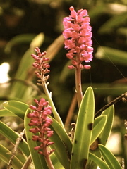 Arpophyllum laxiflorum