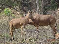 Alcelaphus buselaphus major