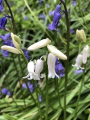 Hyacinthoides non-scripta