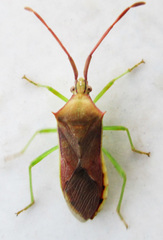 Plinachtus imitator