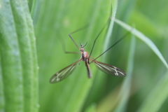 Tipula vernalis