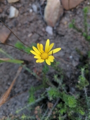 Ursinia dentata