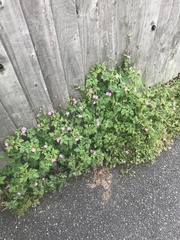 Geranium robertianum
