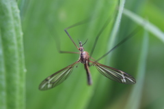 Tipula vernalis