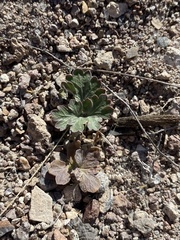 Cymopterus ripleyi