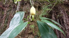 Rhaphidophora hongkongensis