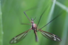 Tipula vernalis