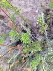 Ursinia dentata