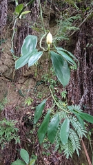 Rhaphidophora hongkongensis