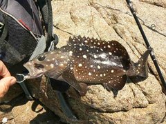 Epinephelus coeruleopunctatus