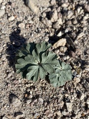 Cymopterus ripleyi