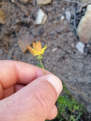 Ursinia dentata