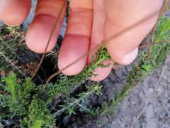 Ursinia dentata