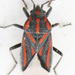 Spilostethus trilineatus - Photo (c) Botswanabugs, algunos derechos reservados (CC BY-NC)