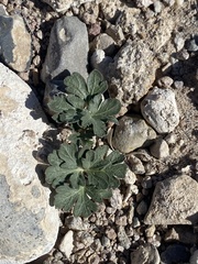 Cymopterus ripleyi