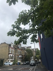 Aesculus hippocastanum