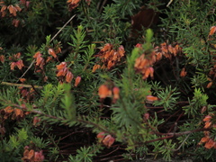 Erica carnea