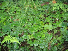 Waldsteinia ternata