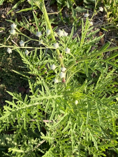 Parthenium hysterophorus image